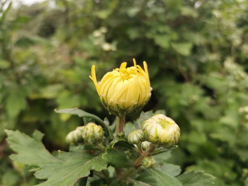 金丝皇菊苗