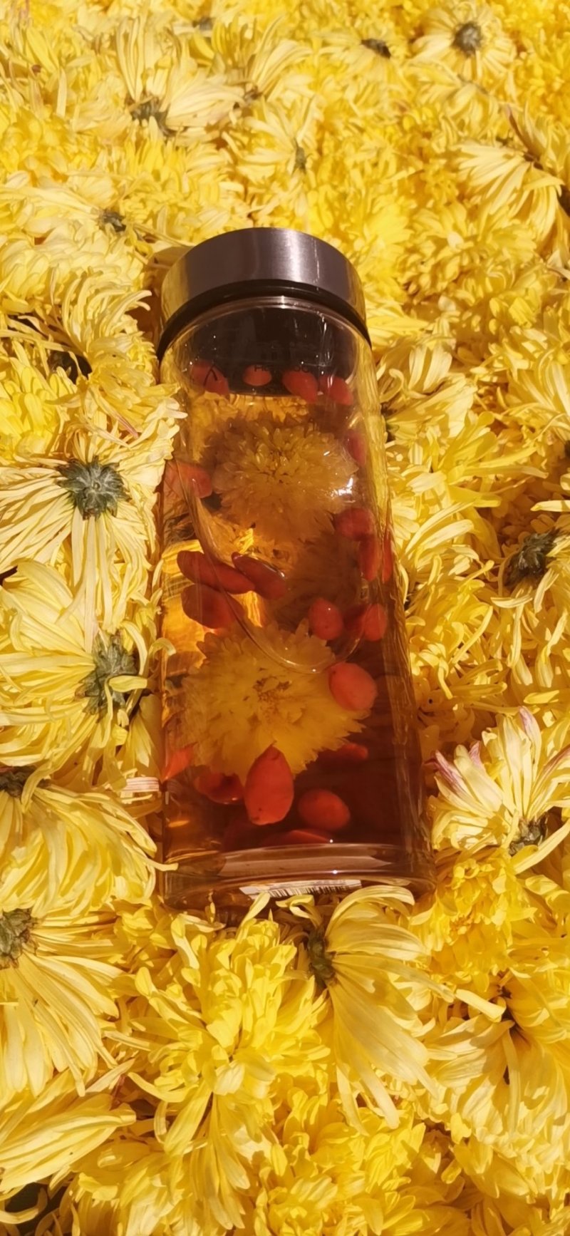 金丝皇菊苗