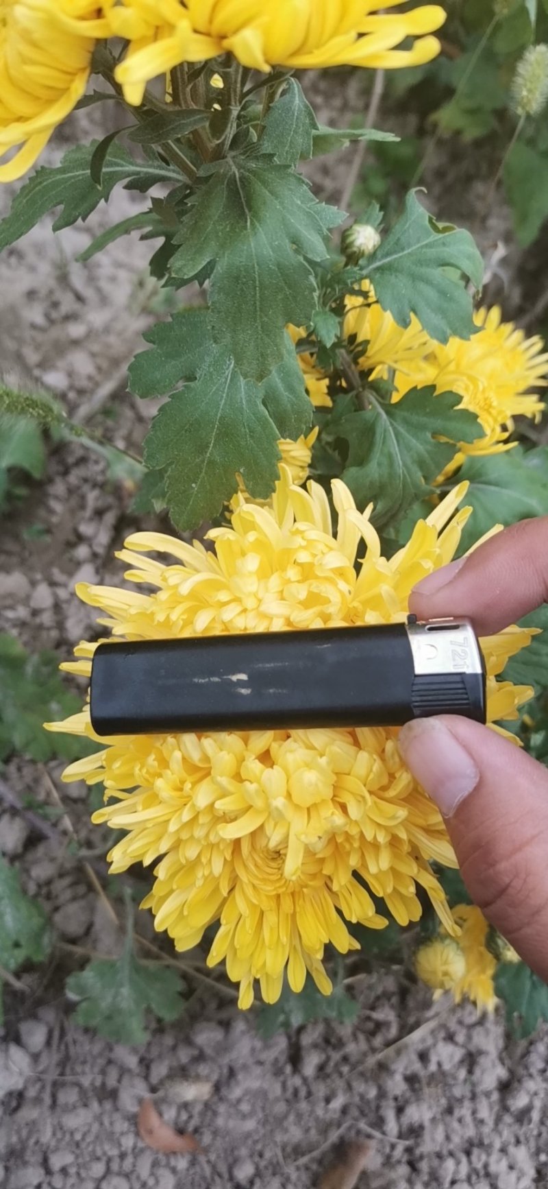 金丝皇菊苗