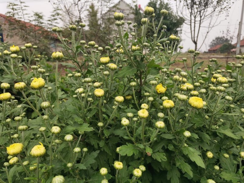 金丝皇菊苗