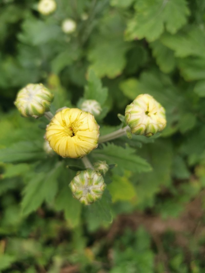 金丝皇菊苗