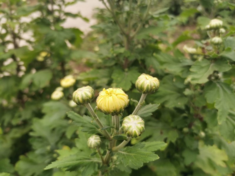 金丝皇菊苗