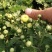 金丝皇菊苗