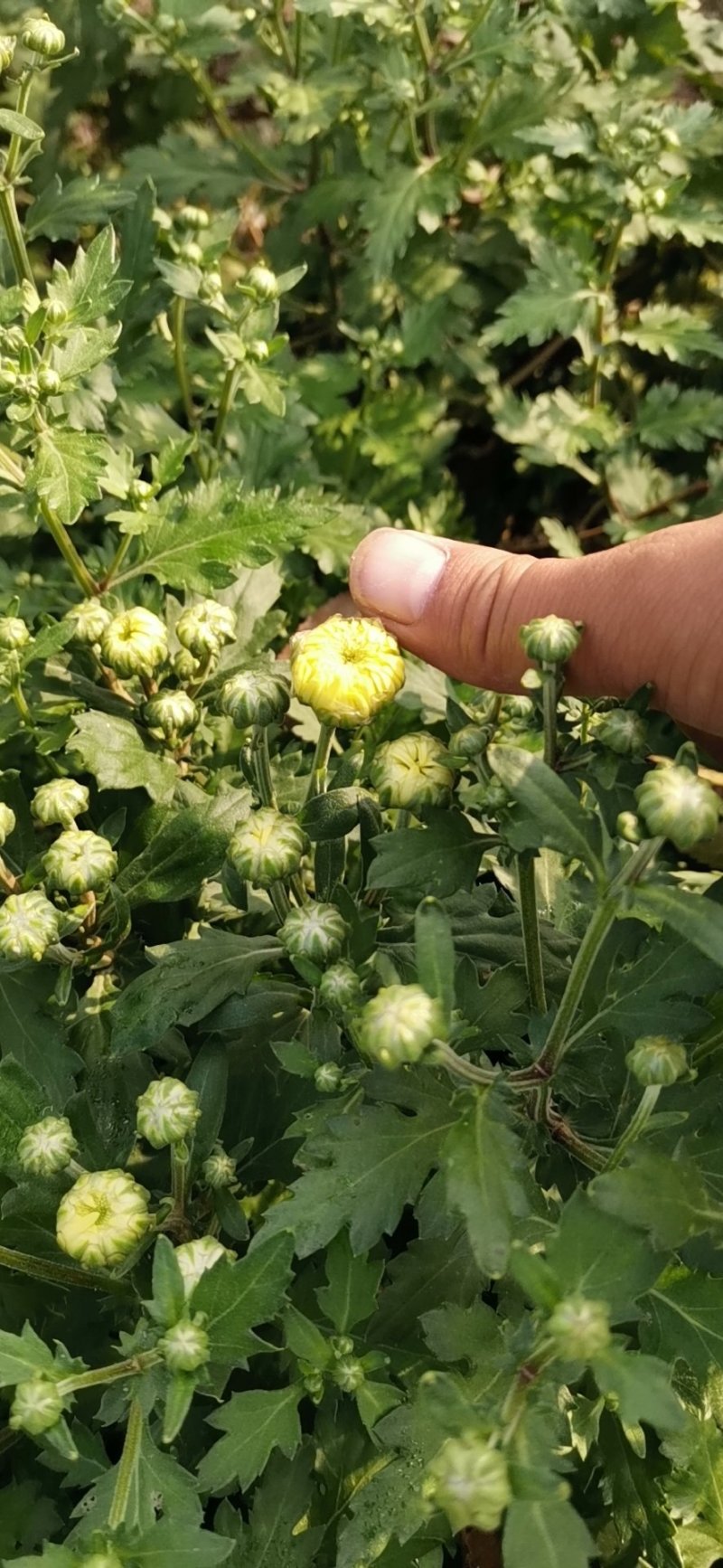 金丝皇菊苗