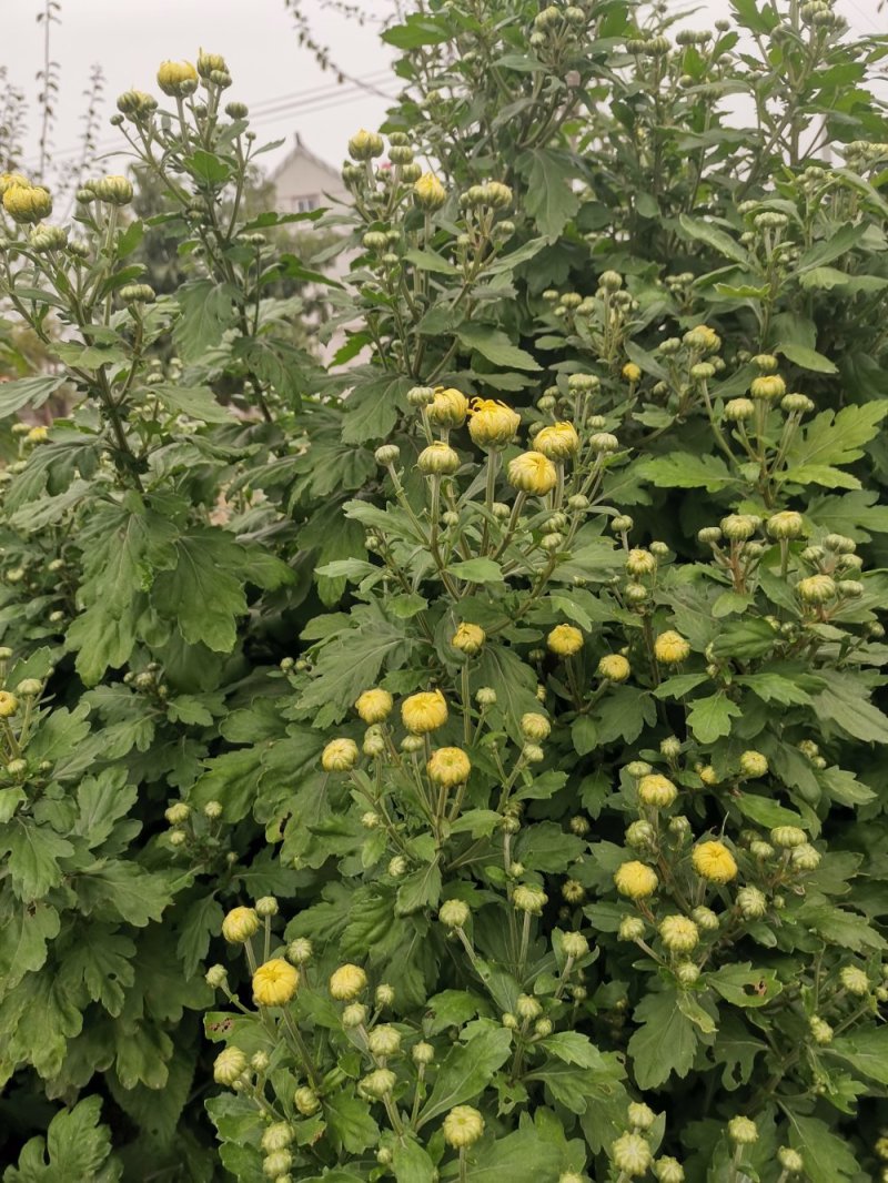 金丝皇菊苗