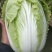 菊紧春季黄心大白菜，包心实，无烧心，产地直发