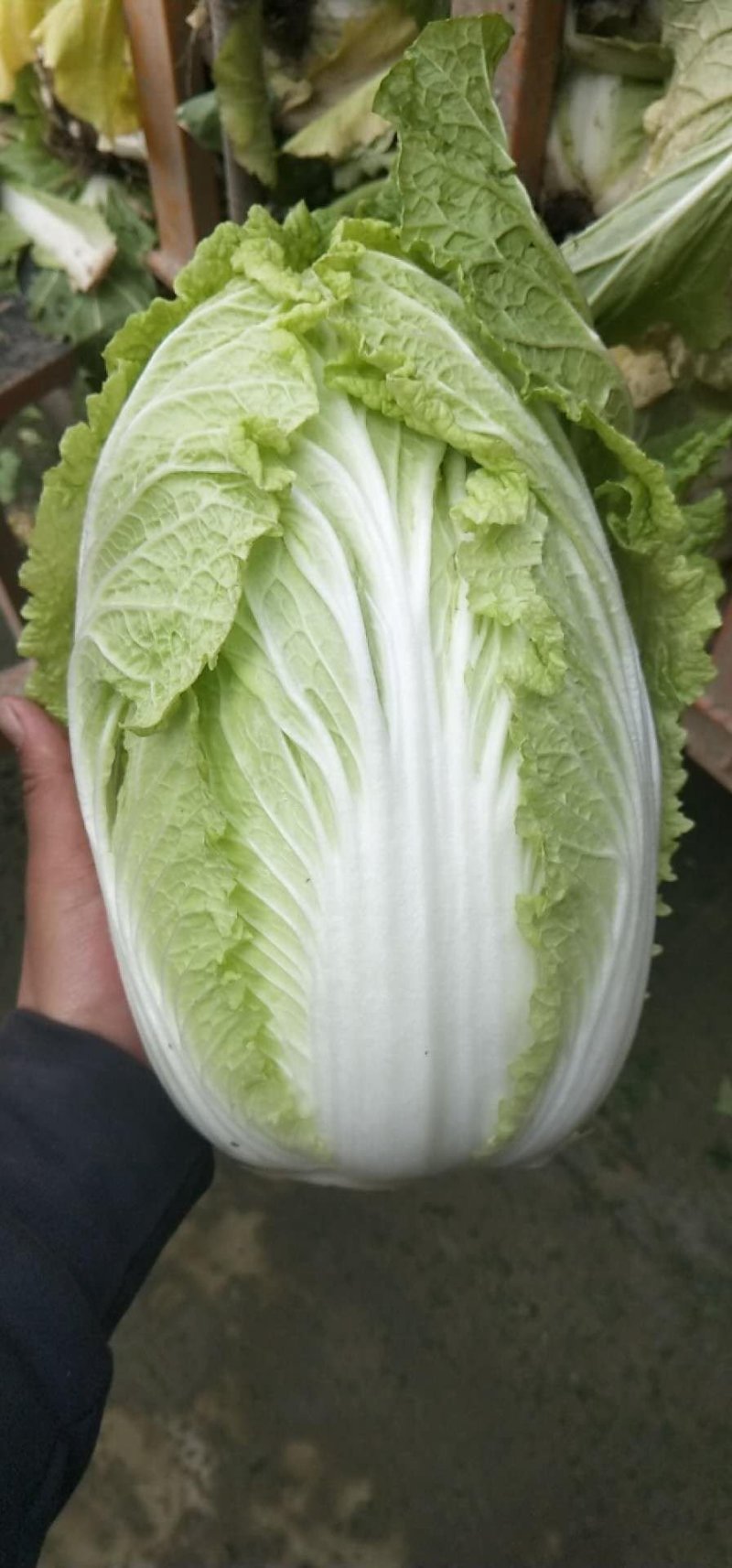菊紧春季黄心大白菜，包心实，无烧心，产地直发