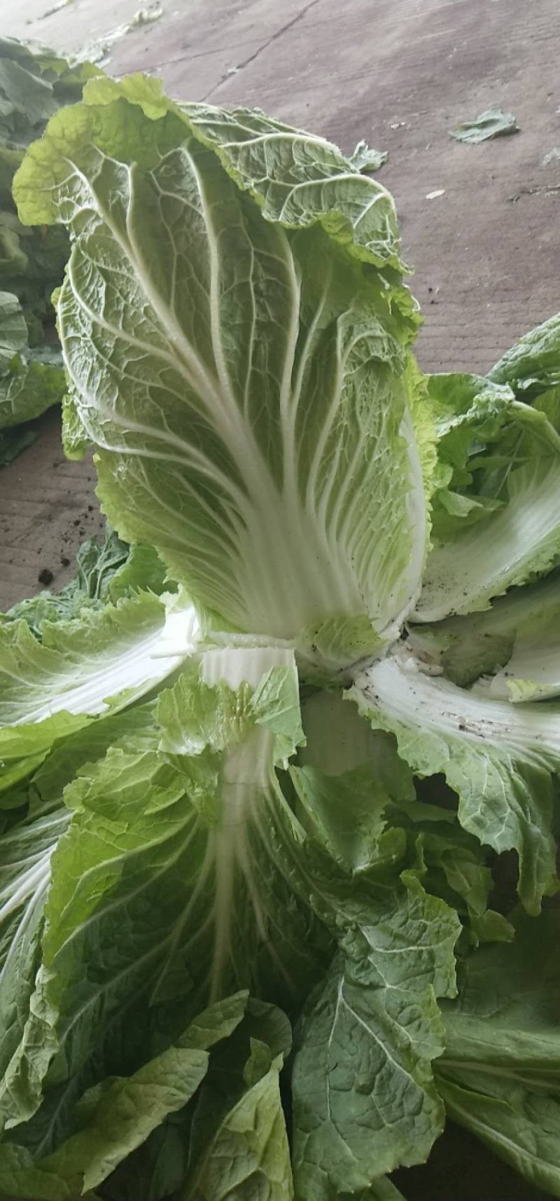 菊紧春季黄心大白菜，包心实，无烧心，产地直发
