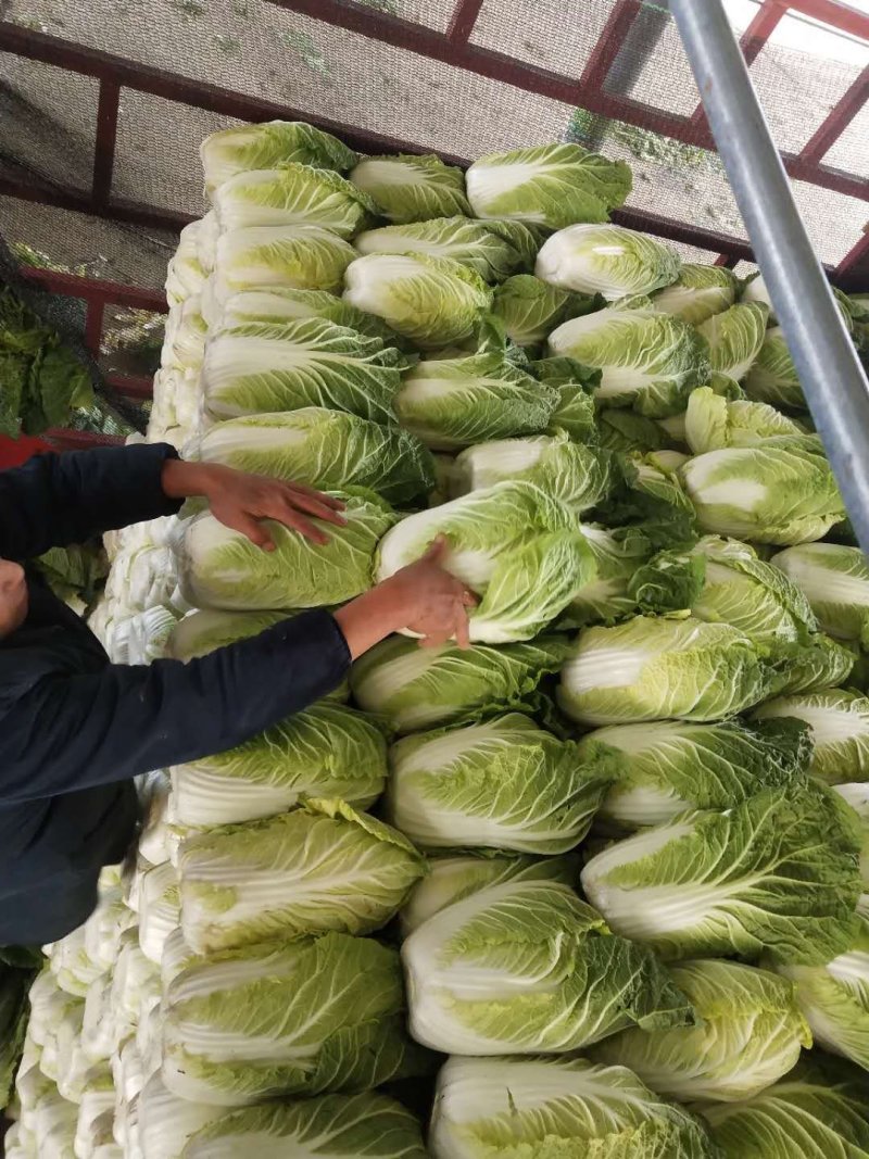 菊紧春季黄心大白菜，包心实，无烧心，产地直发