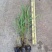 芦苇水生植物绿化工程袋苗湿地公园基地直供