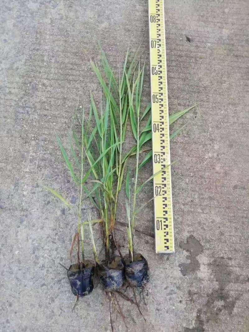 芦苇水生植物绿化工程袋苗湿地公园基地直供