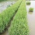芦苇水生植物绿化工程袋苗湿地公园基地直供