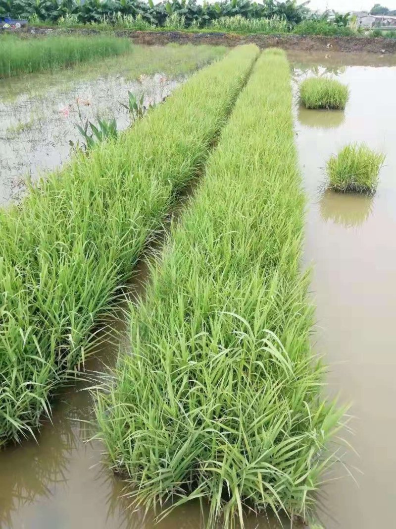 芦苇水生植物绿化工程袋苗湿地公园基地直供