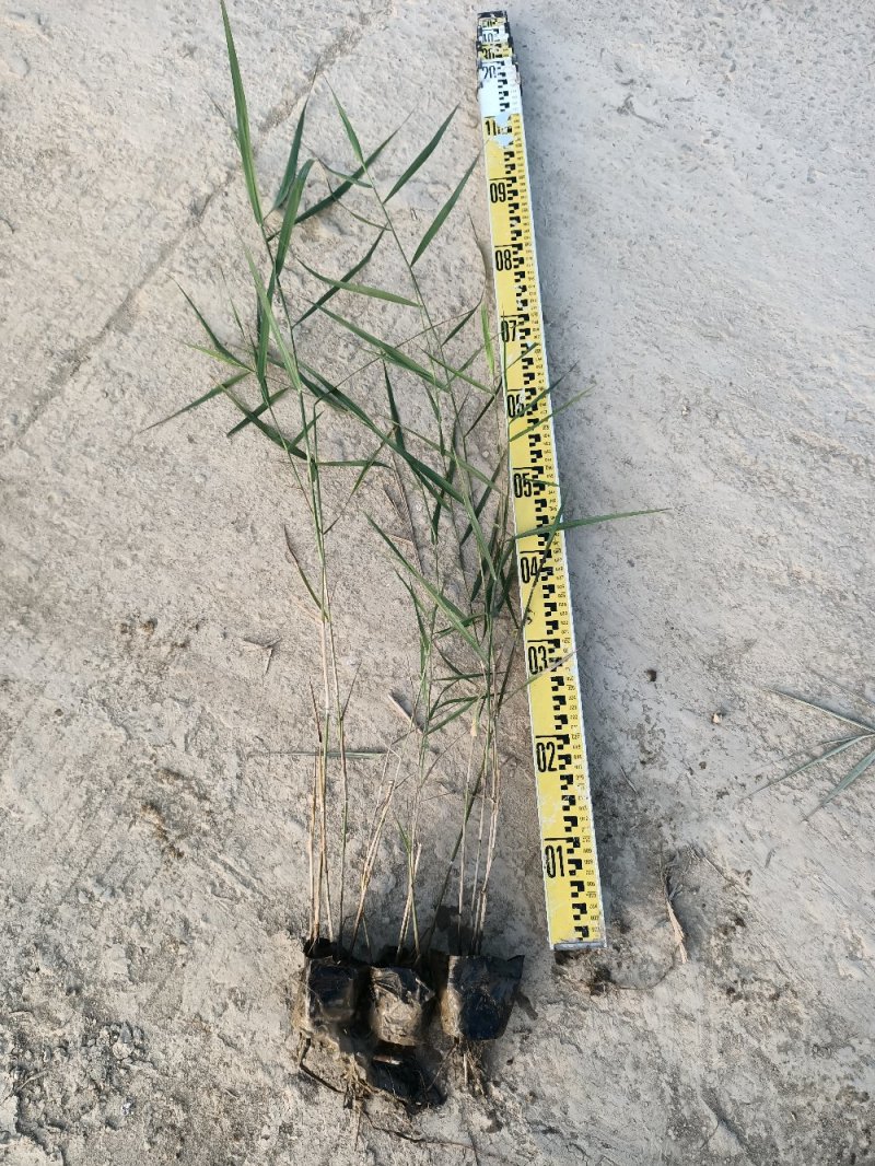 芦苇水生植物绿化工程袋苗湿地公园基地直供