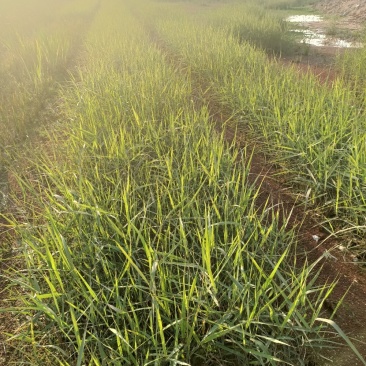 芦苇水生植物绿化工程袋苗湿地公园基地直供