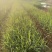 芦苇水生植物绿化工程袋苗湿地公园基地直供