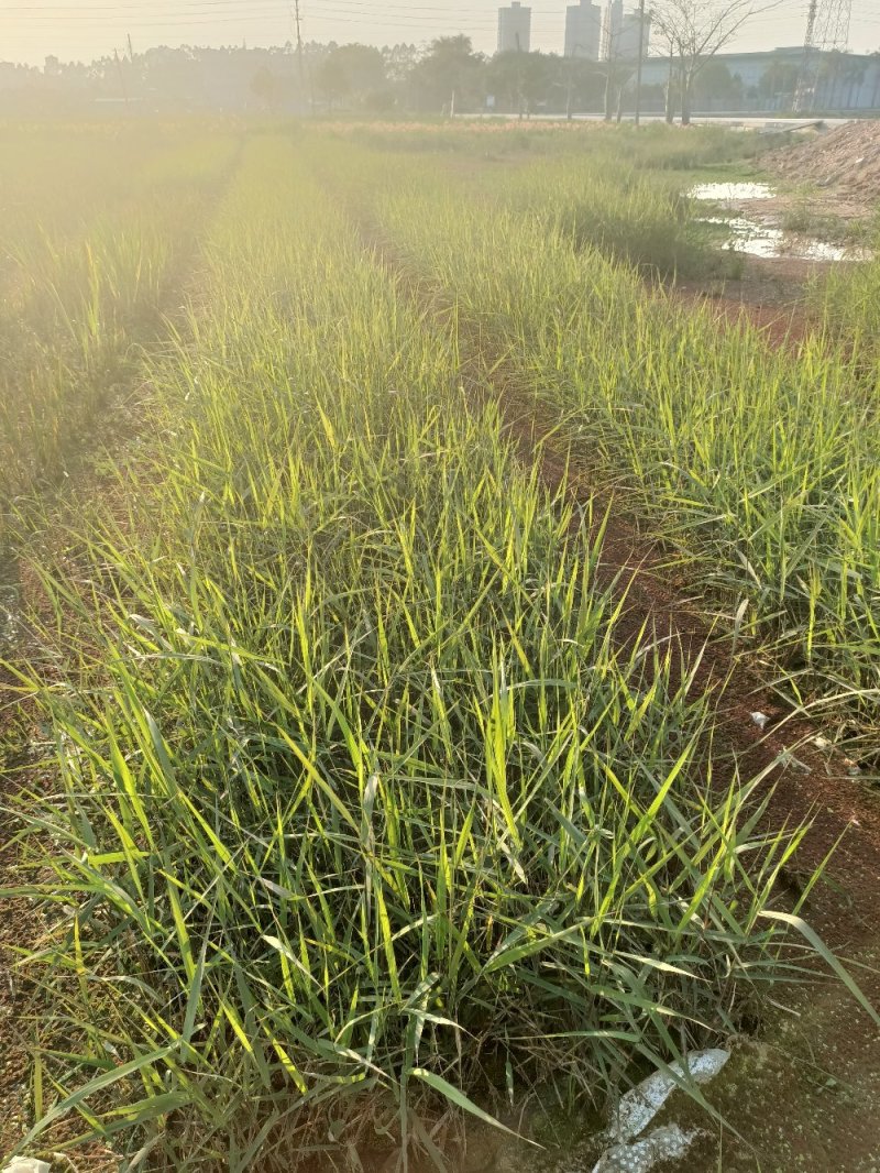 芦苇水生植物绿化工程袋苗湿地公园基地直供