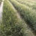 芦苇水生植物绿化工程袋苗湿地公园基地直供