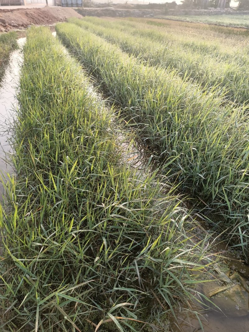 芦苇水生植物绿化工程袋苗湿地公园基地直供