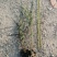 芦苇水生植物绿化工程袋苗湿地公园基地直供