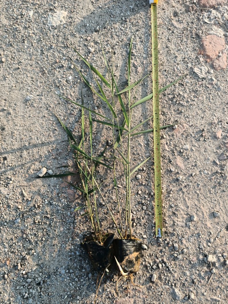 芦苇水生植物绿化工程袋苗湿地公园基地直供