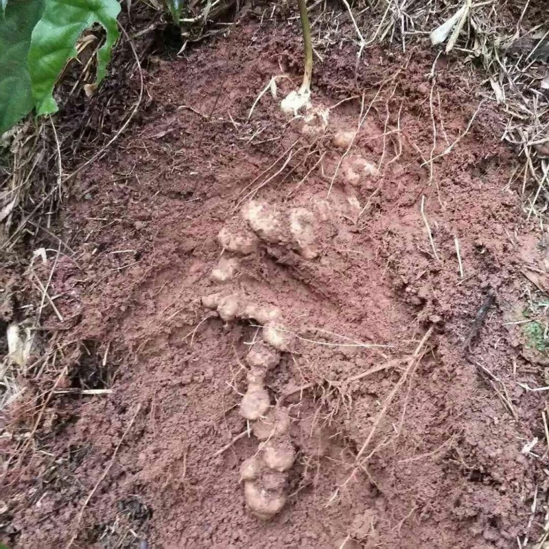 黄精，四川大山里的产物，基本全野生