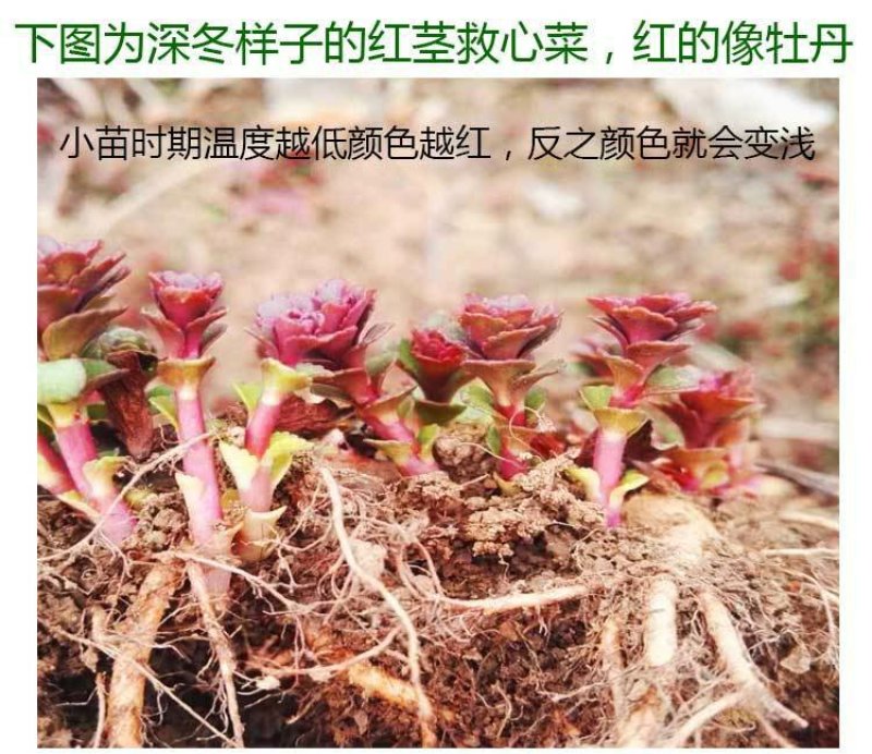 高钙菜救心菜种苗养心菜费菜金不换100起批包邮
