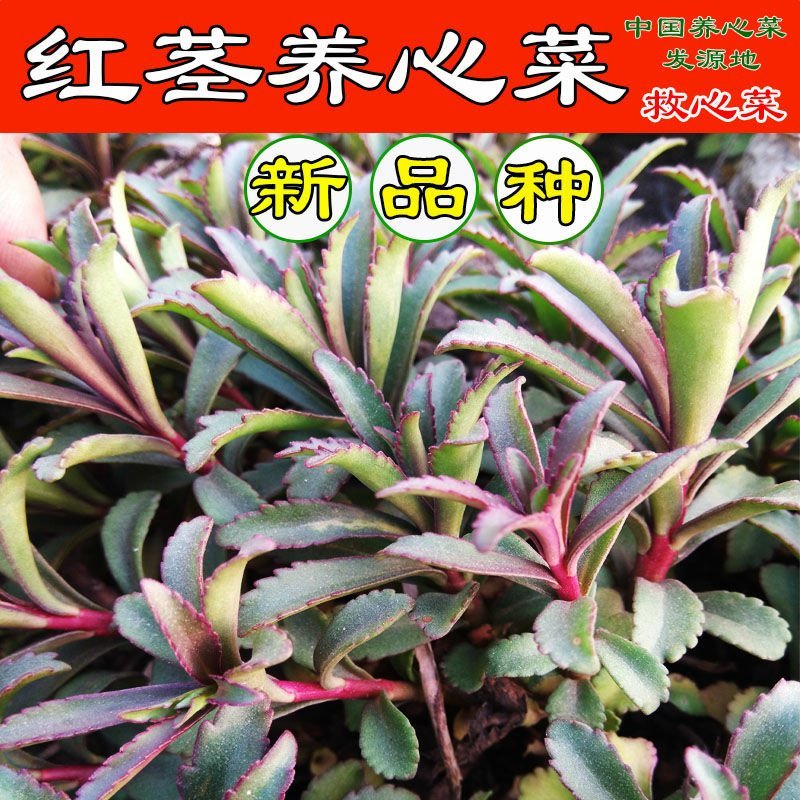高钙菜救心菜种苗养心菜费菜金不换100起批包邮