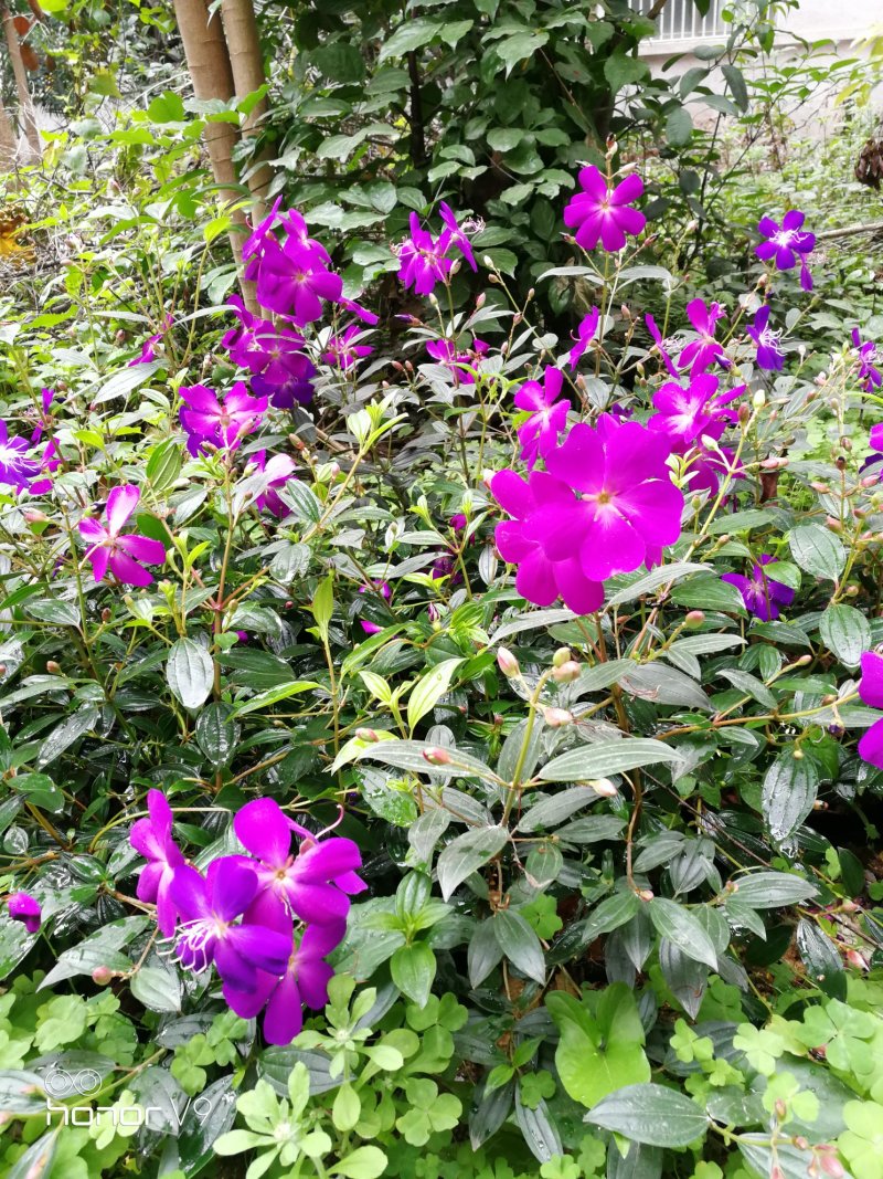 巴西紫牡丹，绿化花苗