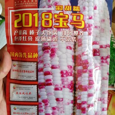 2018宝马彩甜糯甜玉米种子彩甜糯106甜糯