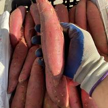 六鳌地瓜红蜜薯纯沙地种植西瓜红地瓜