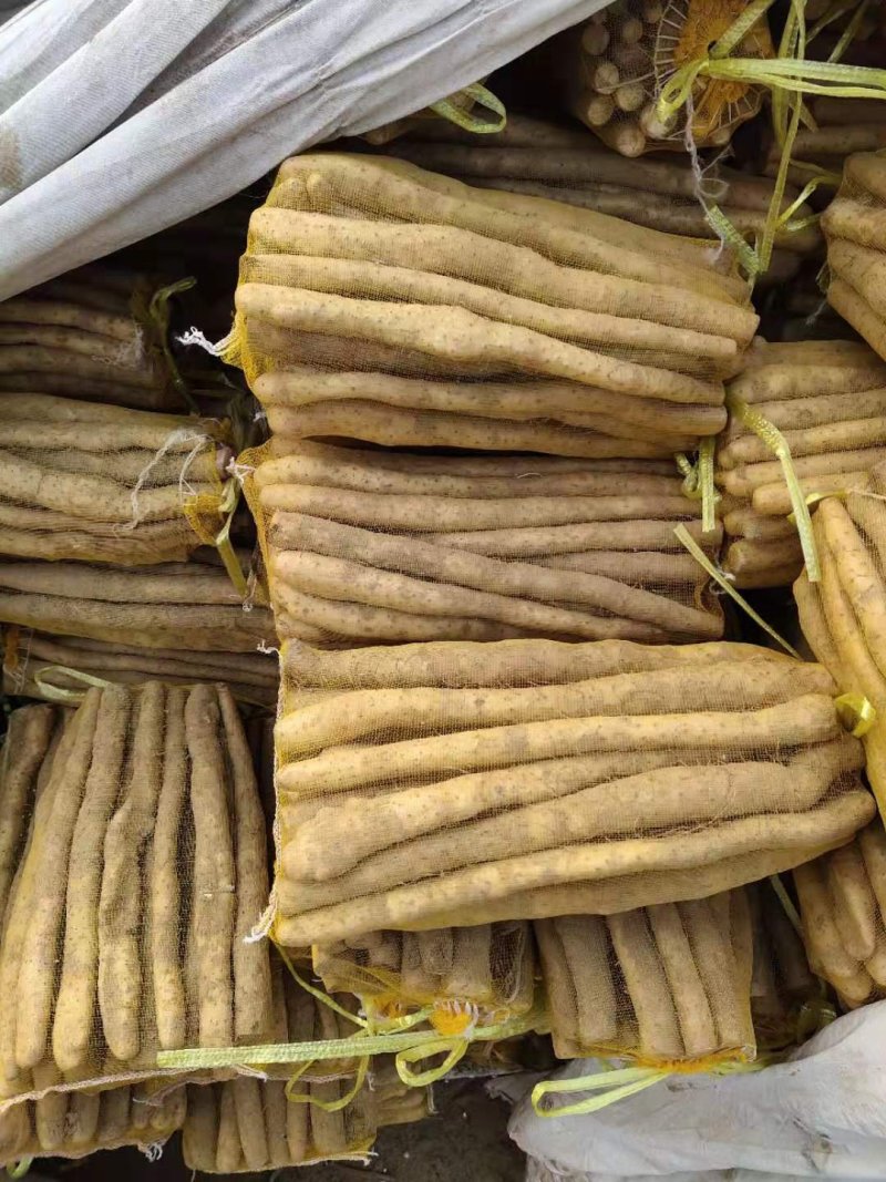 【纯沙地山药】河北棒山药小白嘴山药大量上市口感好代发