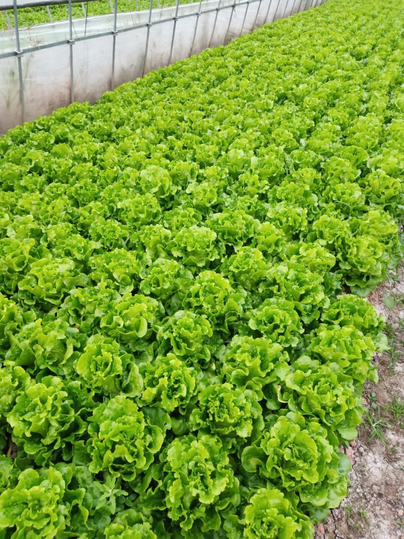 生菜