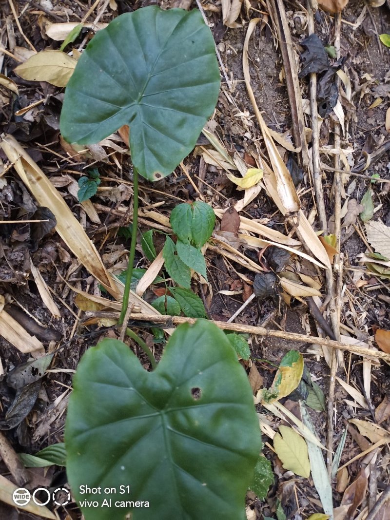 云南滴水观音，也叫海芋0.6元一斤统货，有需要的老板请联