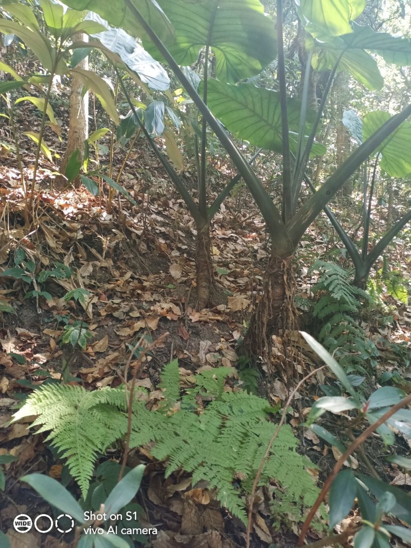 云南滴水观音，也叫海芋0.6元一斤统货，有需要的老板请联