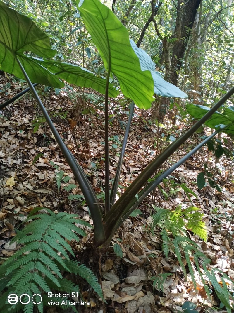 云南滴水观音，也叫海芋0.6元一斤统货，有需要的老板请联
