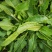 土大黄新鲜现挖包邮带根鲜大青野菠菜血三七