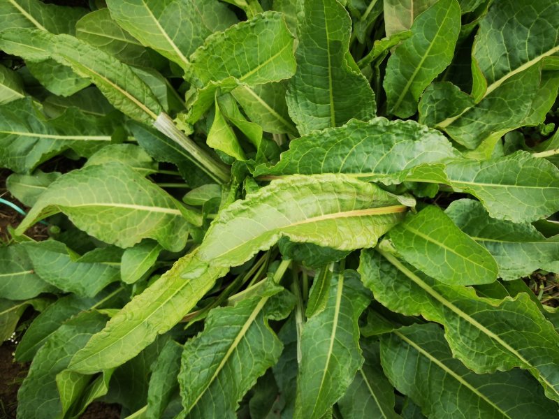 土大黄新鲜现挖包邮带根鲜大青野菠菜血三七