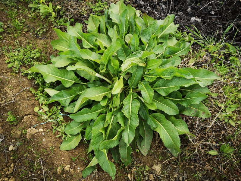 土大黄新鲜现挖包邮带根鲜大青野菠菜血三七