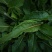土大黄新鲜现挖包邮带根鲜大青野菠菜血三七