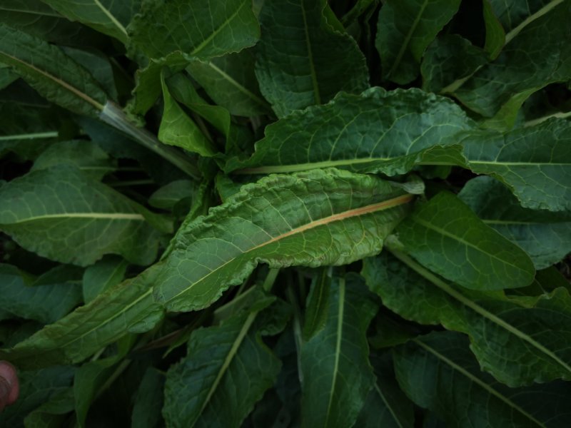 土大黄新鲜现挖包邮带根鲜大青野菠菜血三七