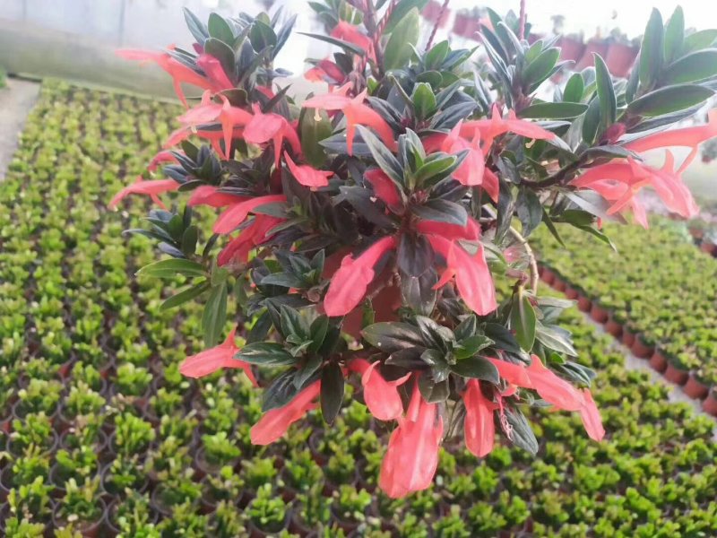 鲸鱼吊兰基地有货数量有限非金鱼吊兰