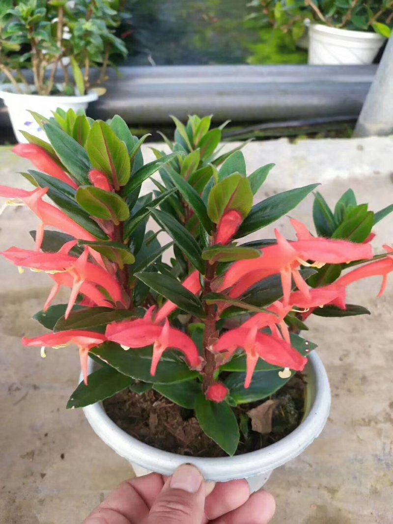 鲸鱼吊兰基地有货数量有限非金鱼吊兰