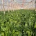 大叶铁杆菠菜叶片平展厚实