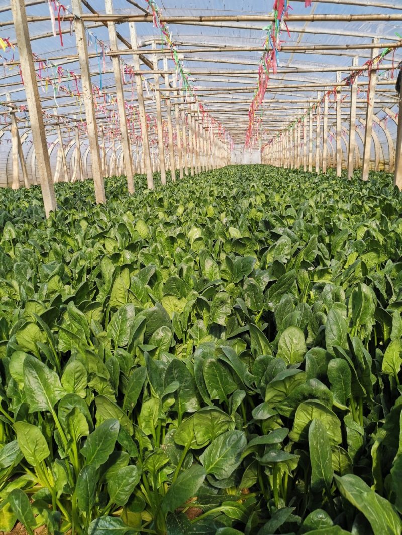 大叶铁杆菠菜叶片平展厚实