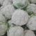 陕西汉中白花菜花，单个1~3斤紧花乳白叶小无根