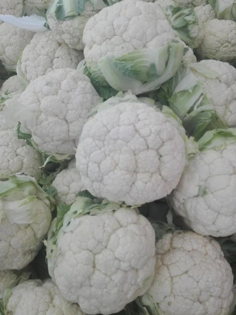 陕西汉中白花菜花，单个1~3斤紧花乳白叶小无根