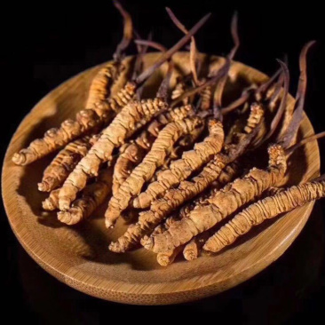 冬虫夏草