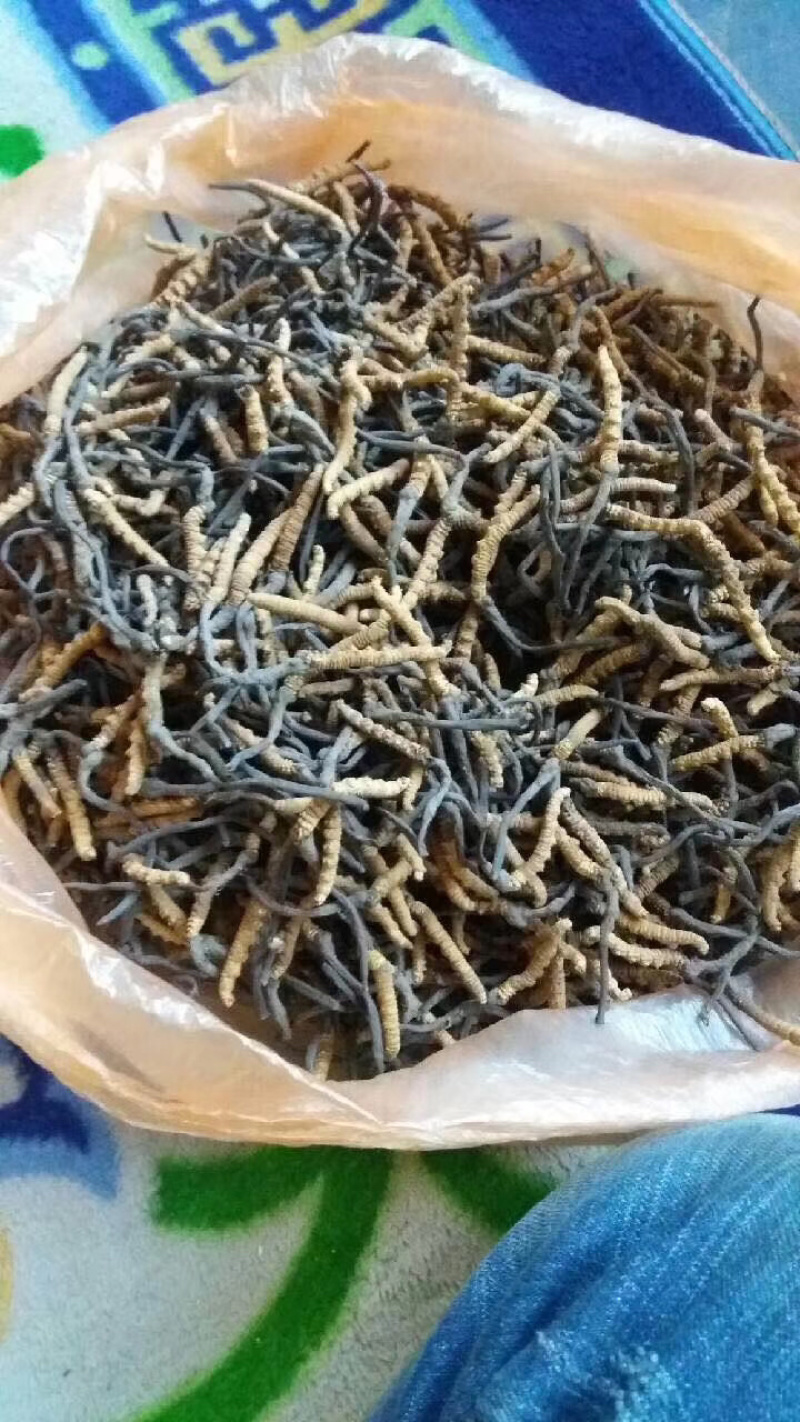 冬虫夏草