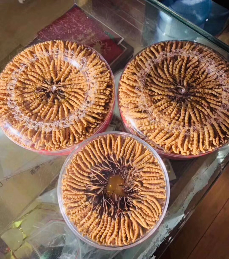 冬虫夏草